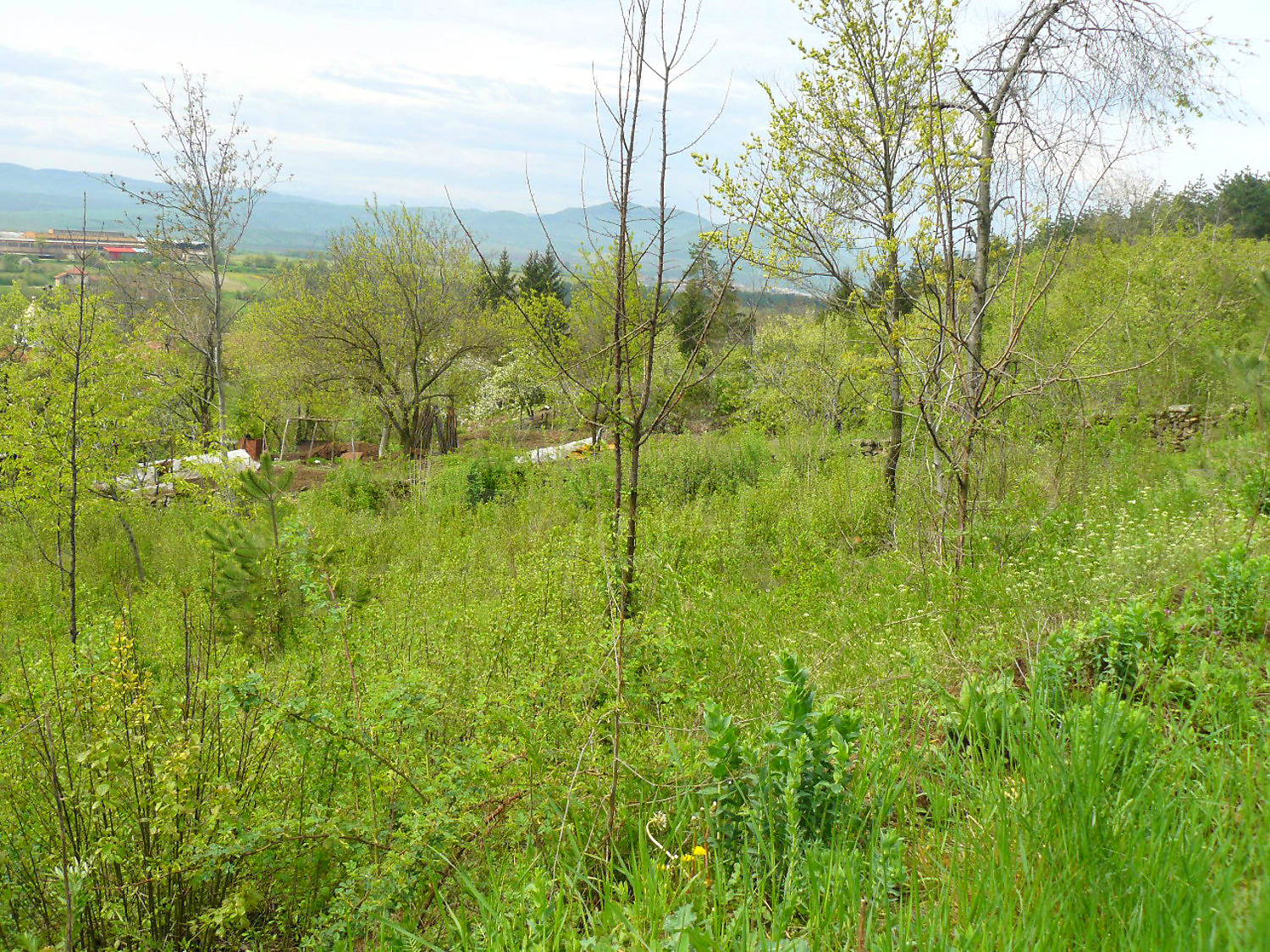 outside, green area