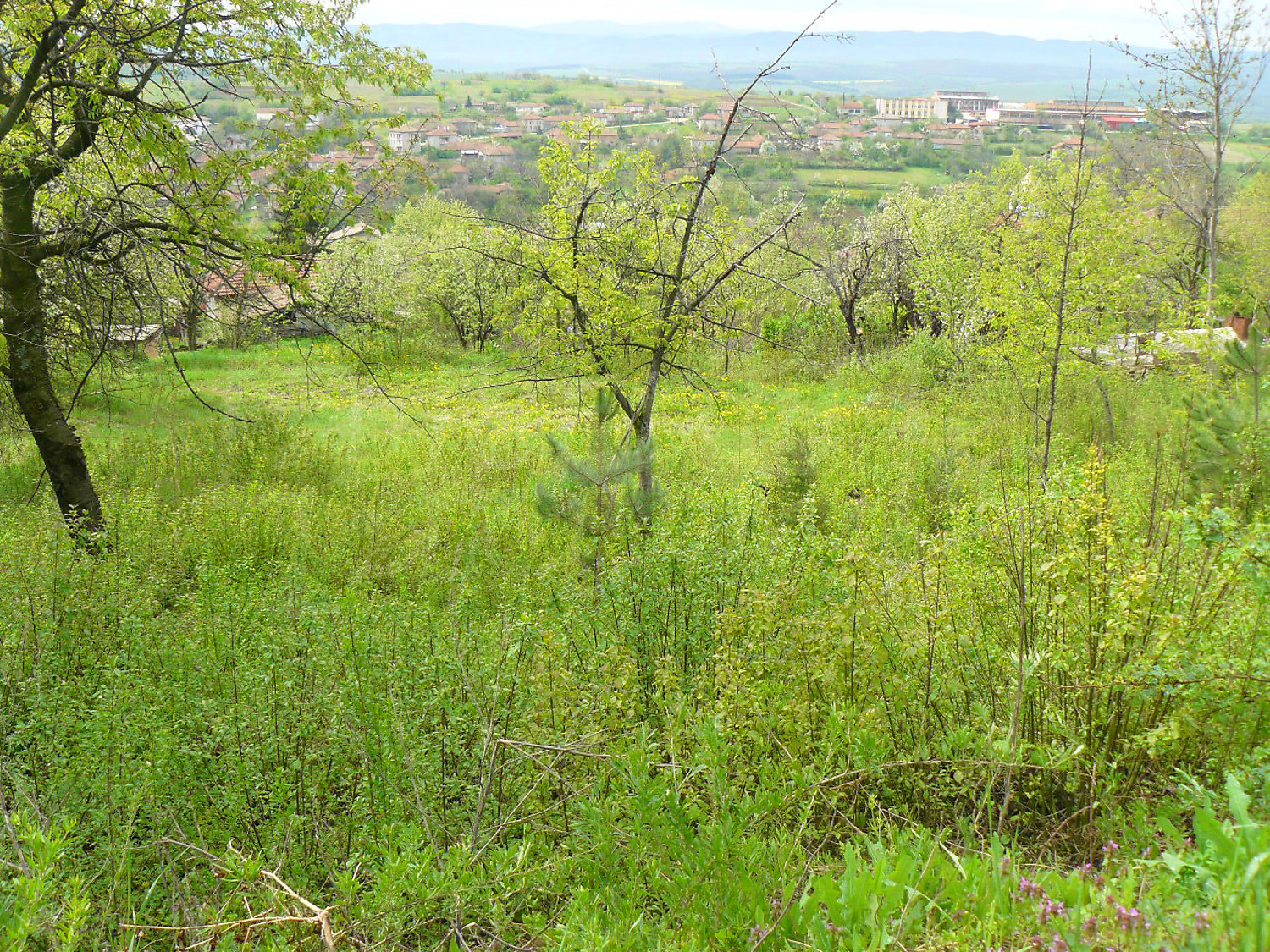 outside, green area