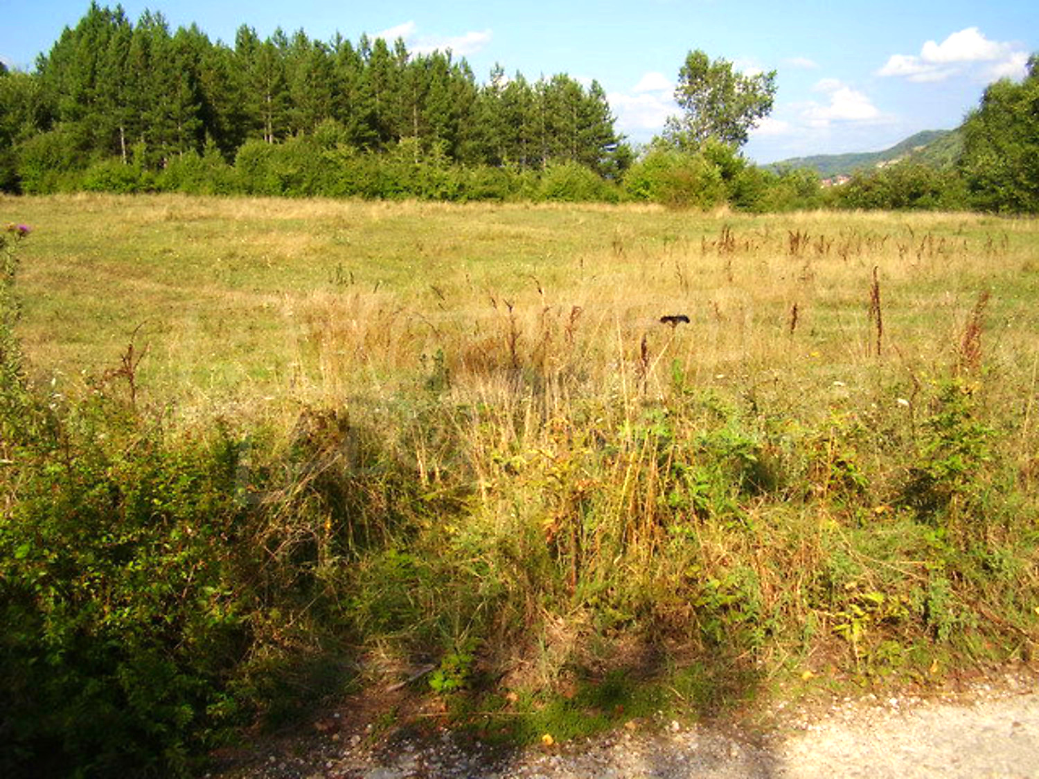 outside, green area