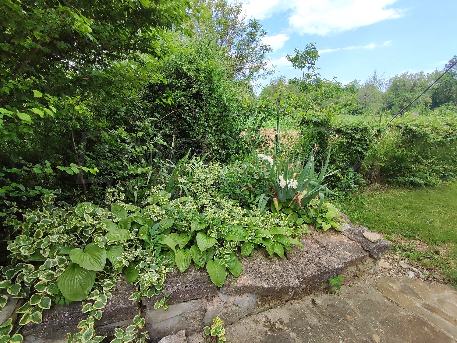 outside, garden, green area