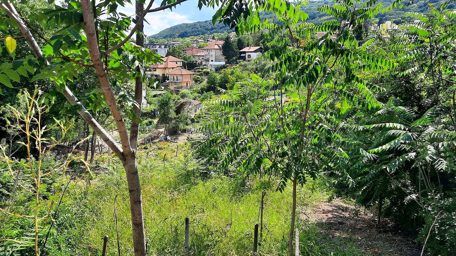outside, green area