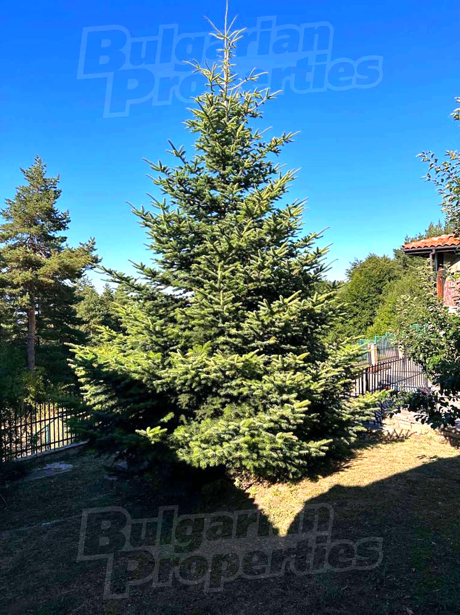 outside, garden, green area