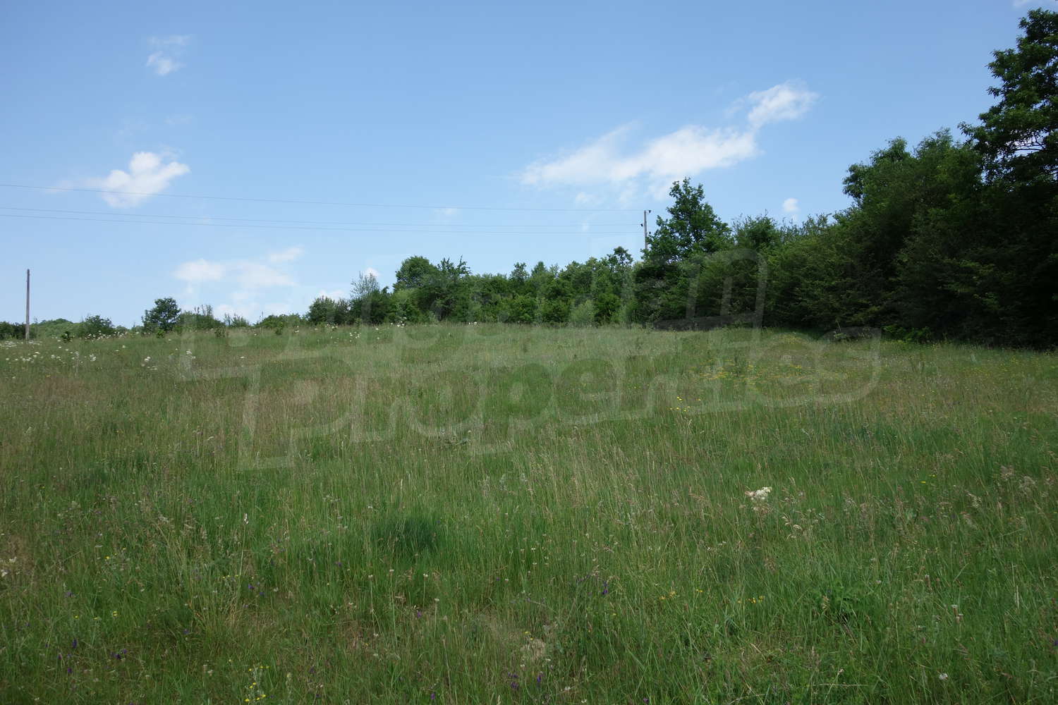 outside, green area