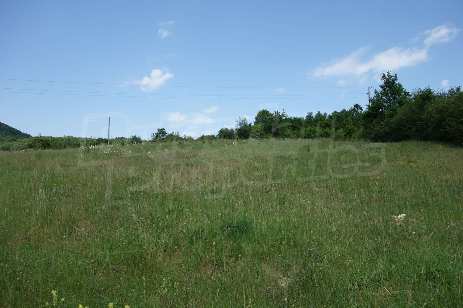 outside, green area