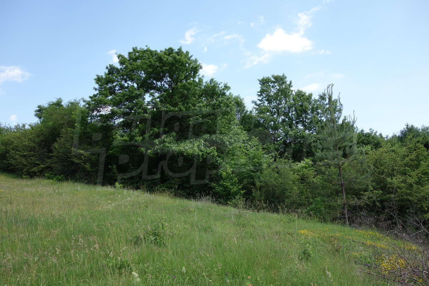 outside, green area