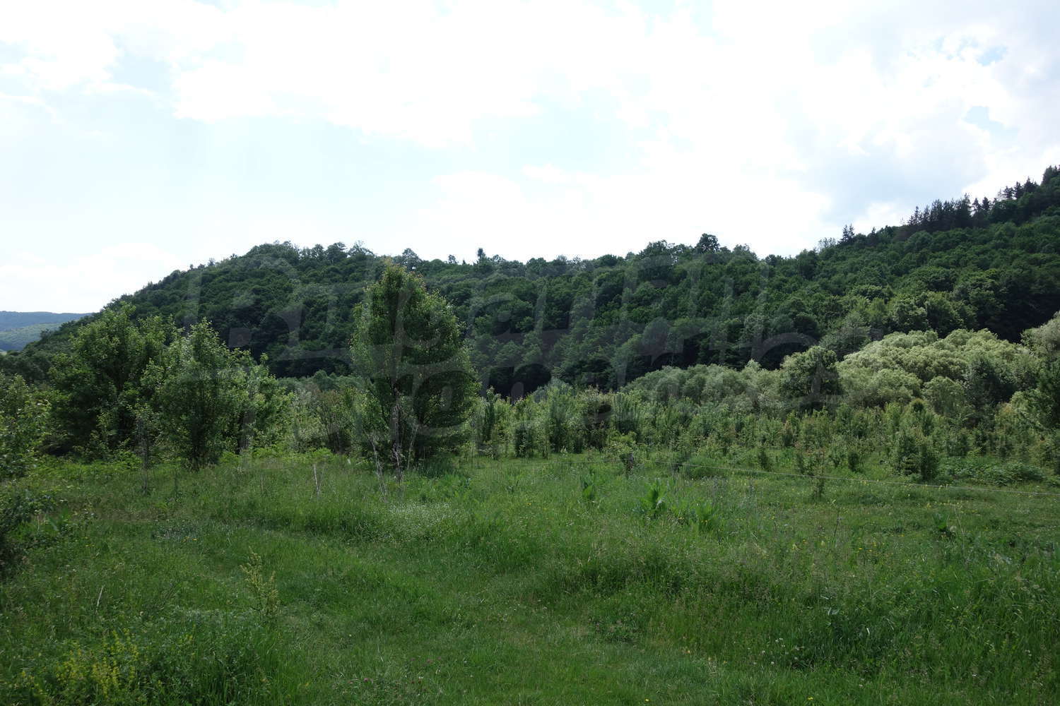 outside, green area