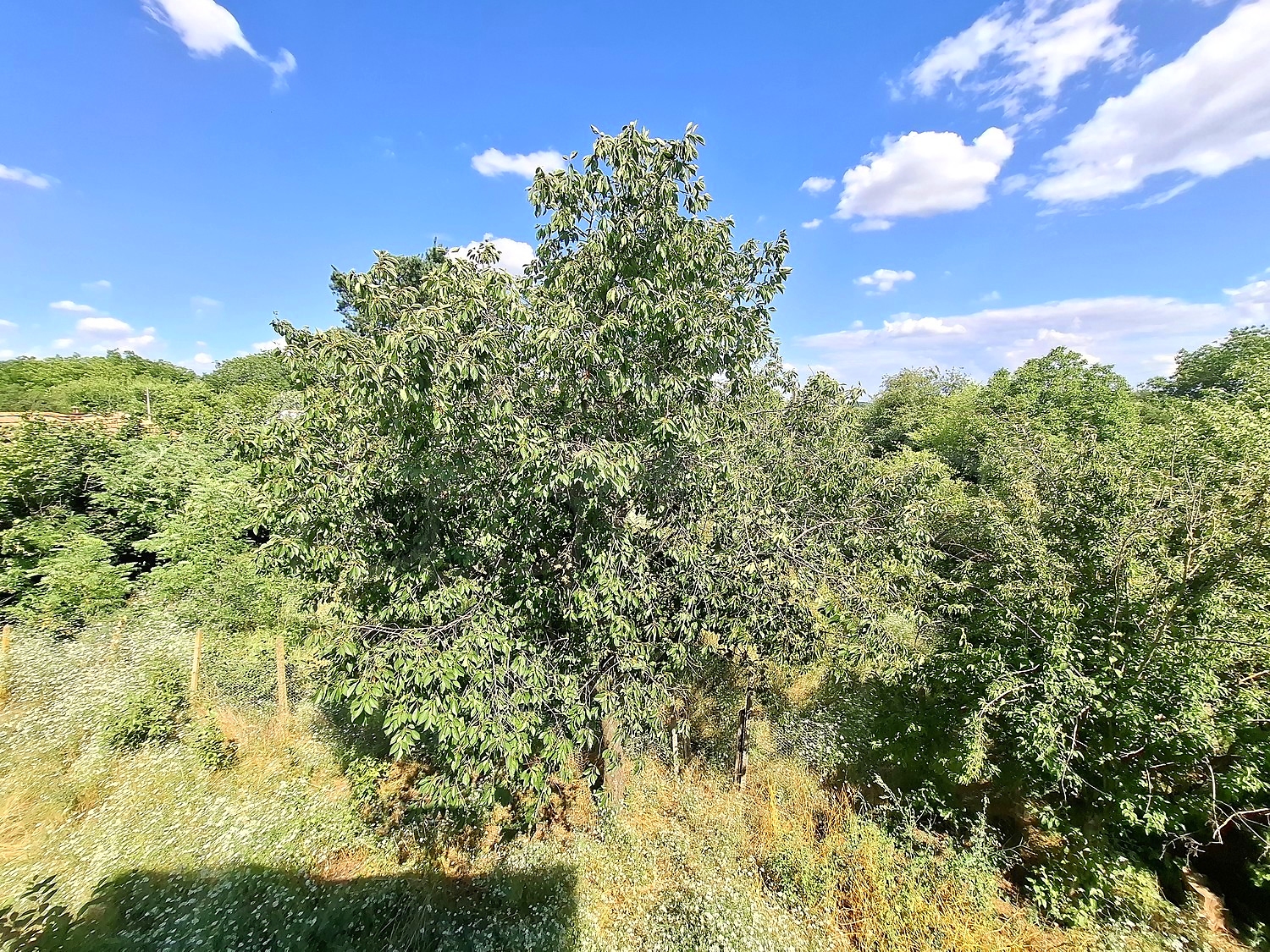 outside, garden, green area