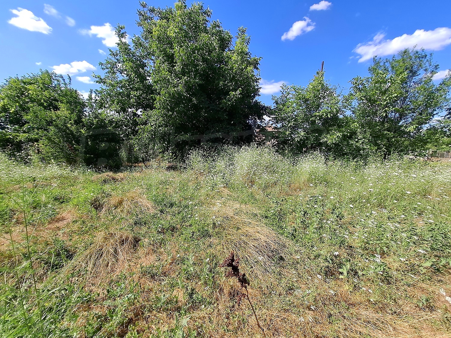 outside, garden, green area