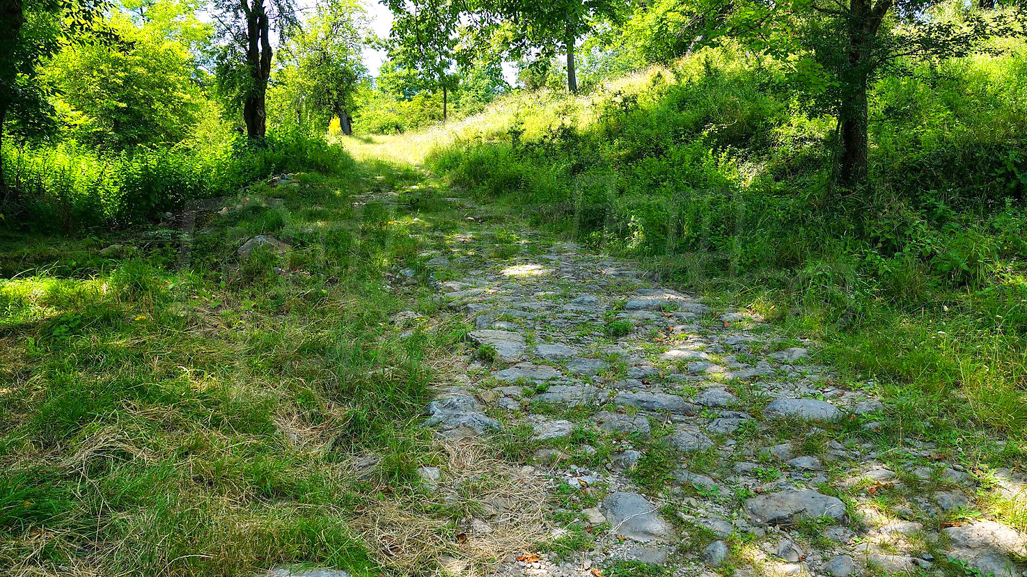 outside, green area