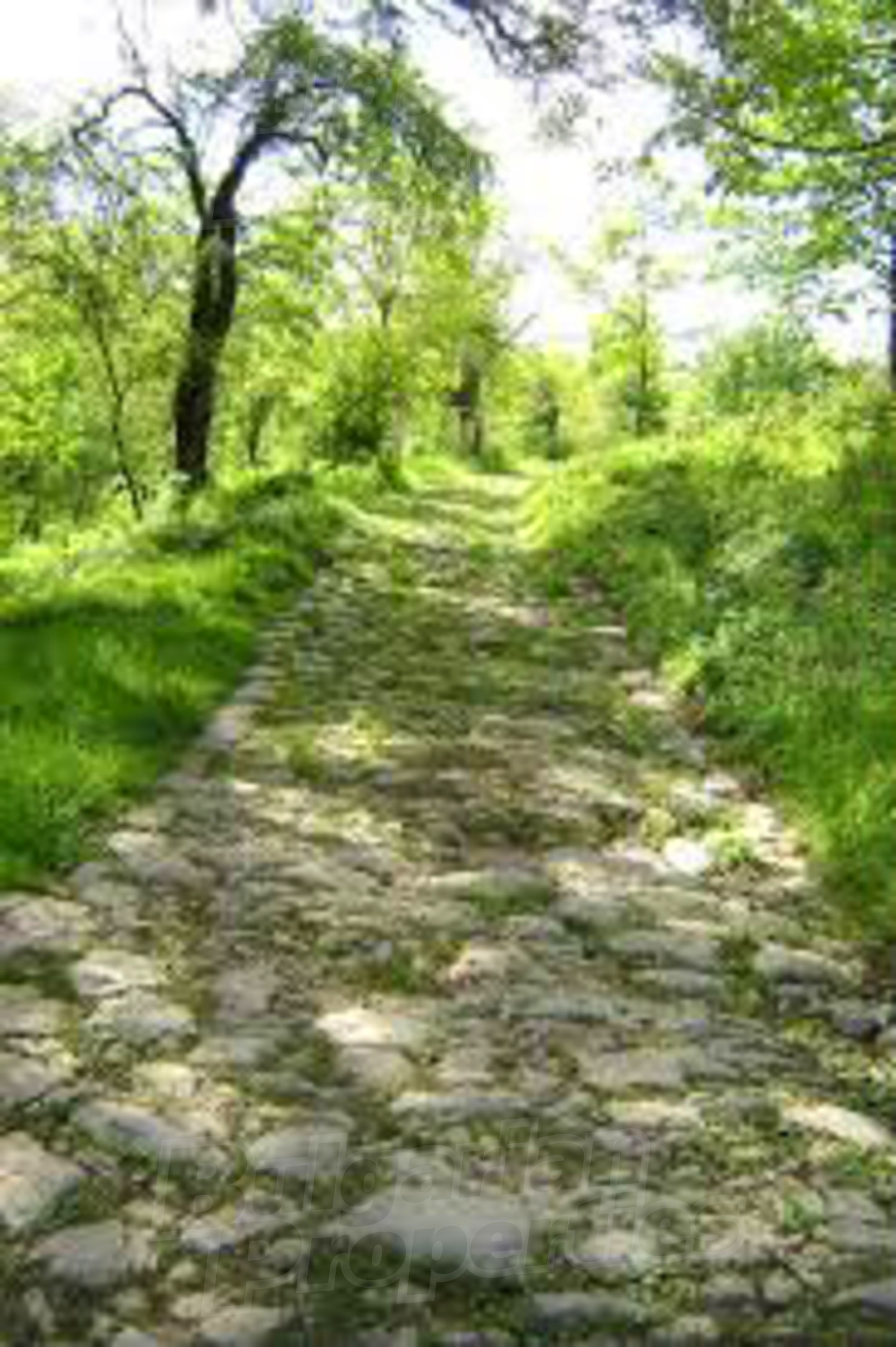 outside, green area