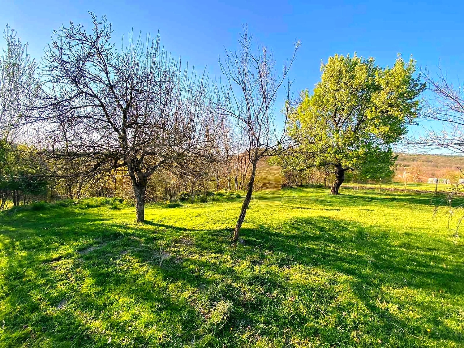 outside, garden, green area
