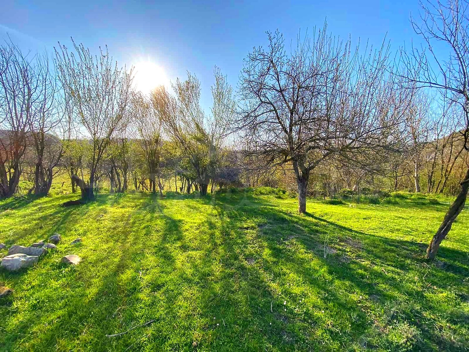 outside, green area