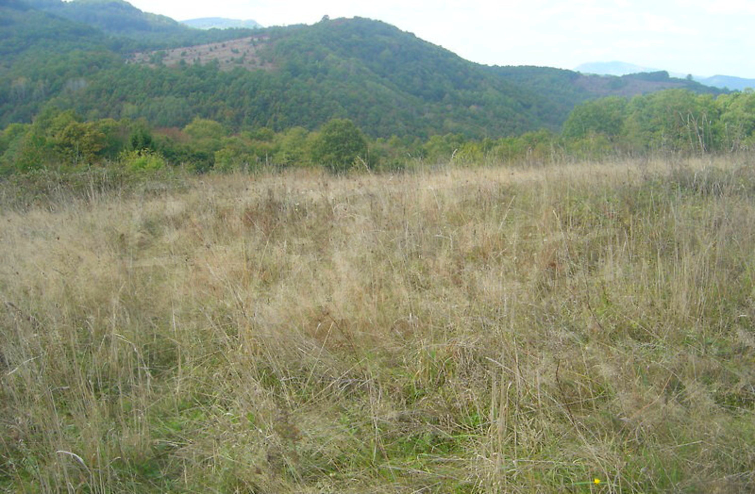 outside, mountain, green area