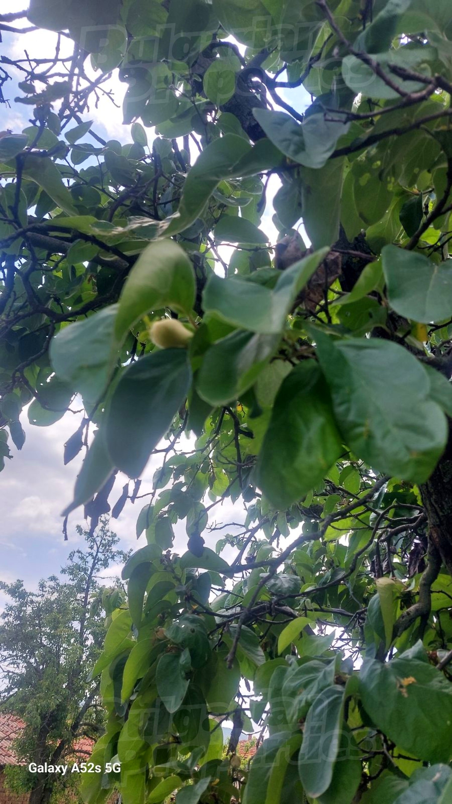 outside, garden, green area