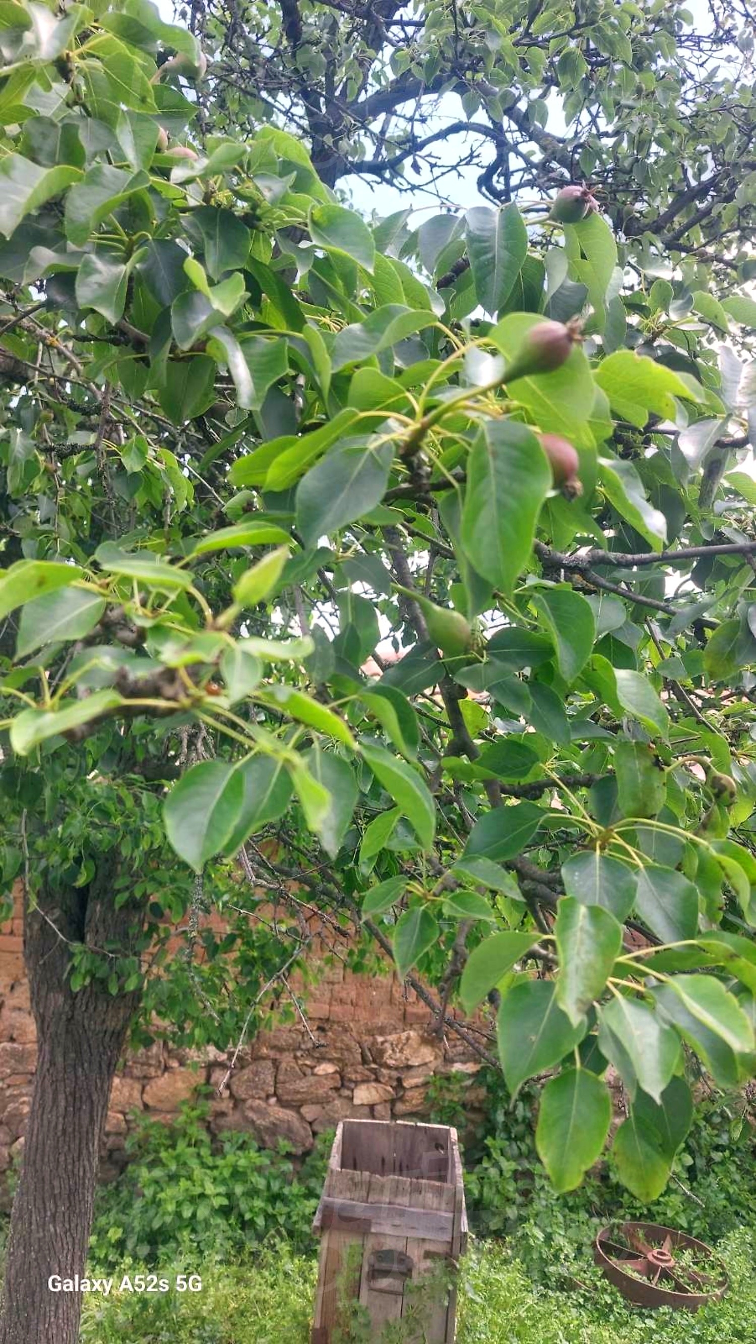 garden, outside, green area