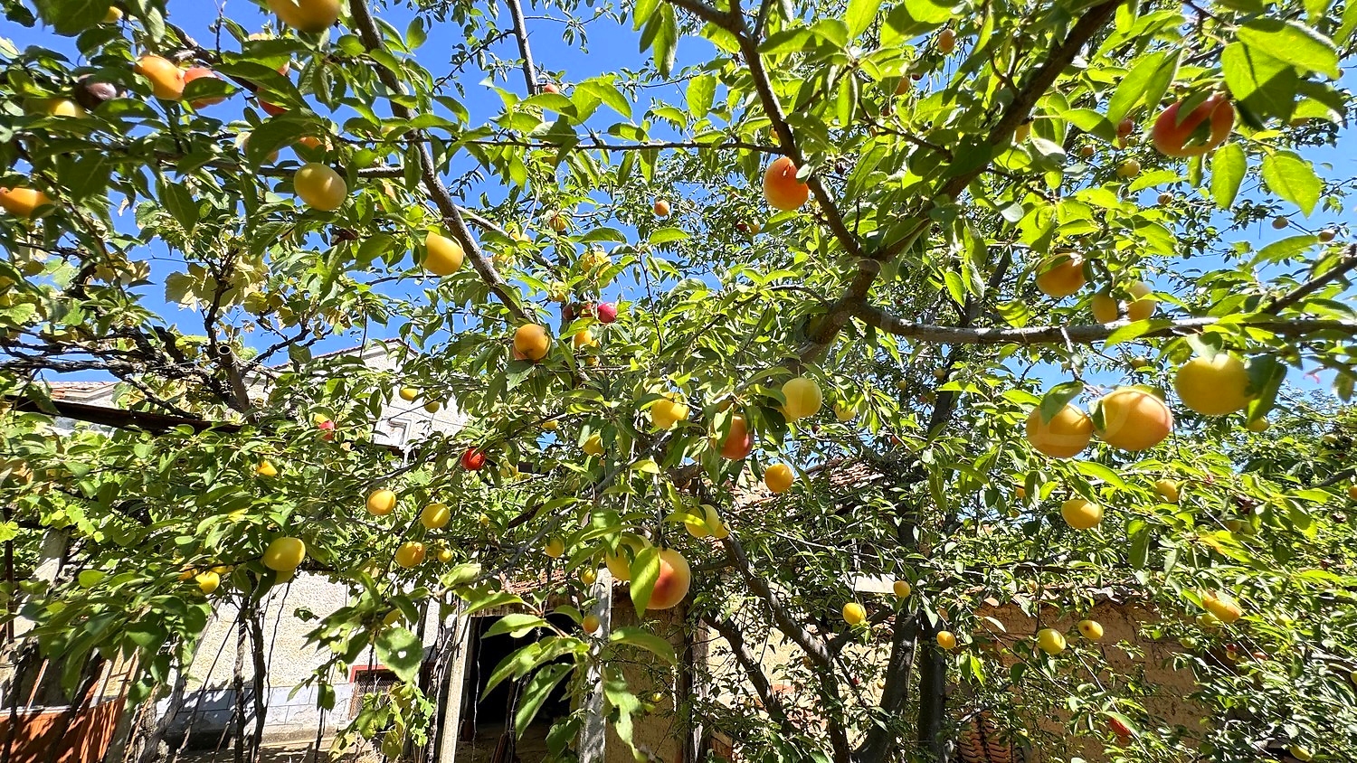 outside, garden