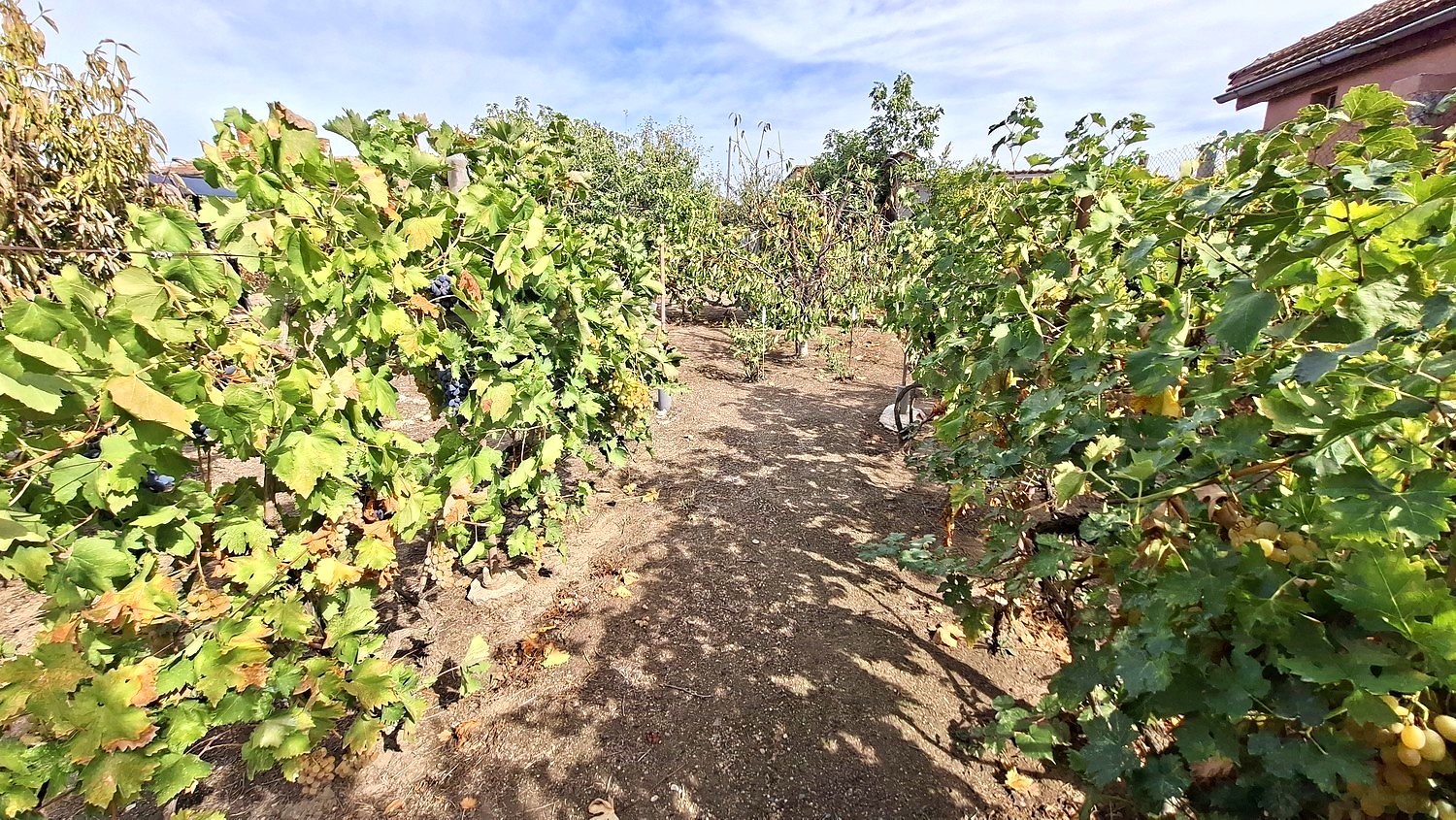 garden, outside, green area
