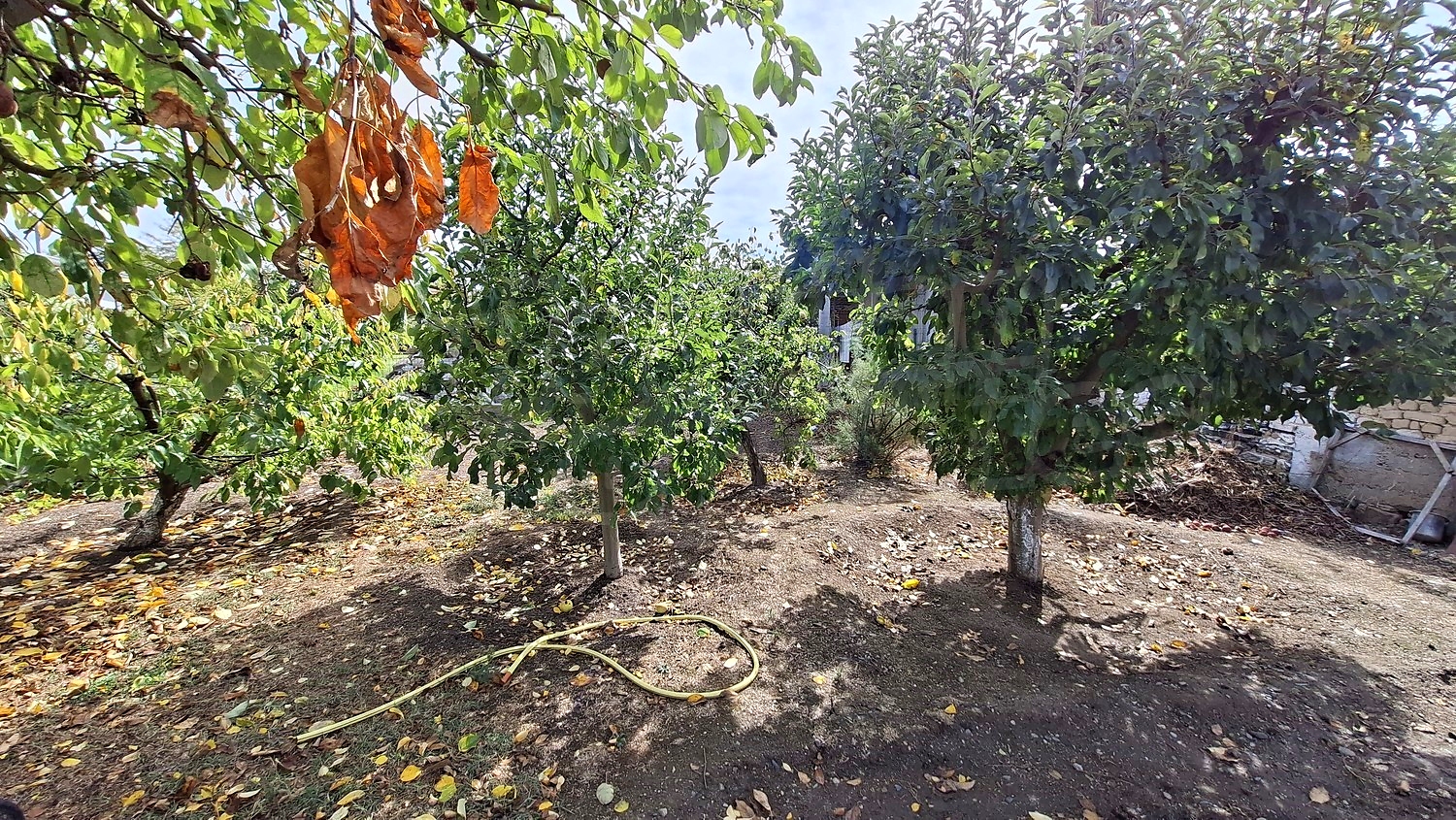 garden, outside, green area