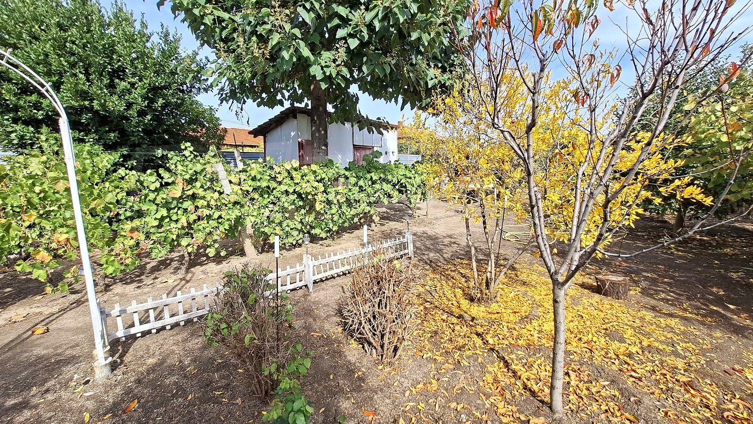 garden, outside, green area