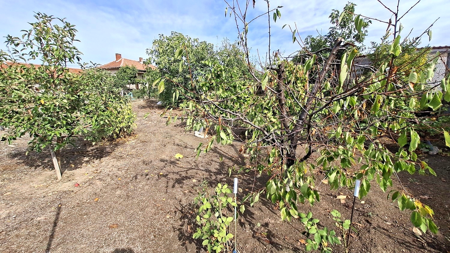 outside, garden