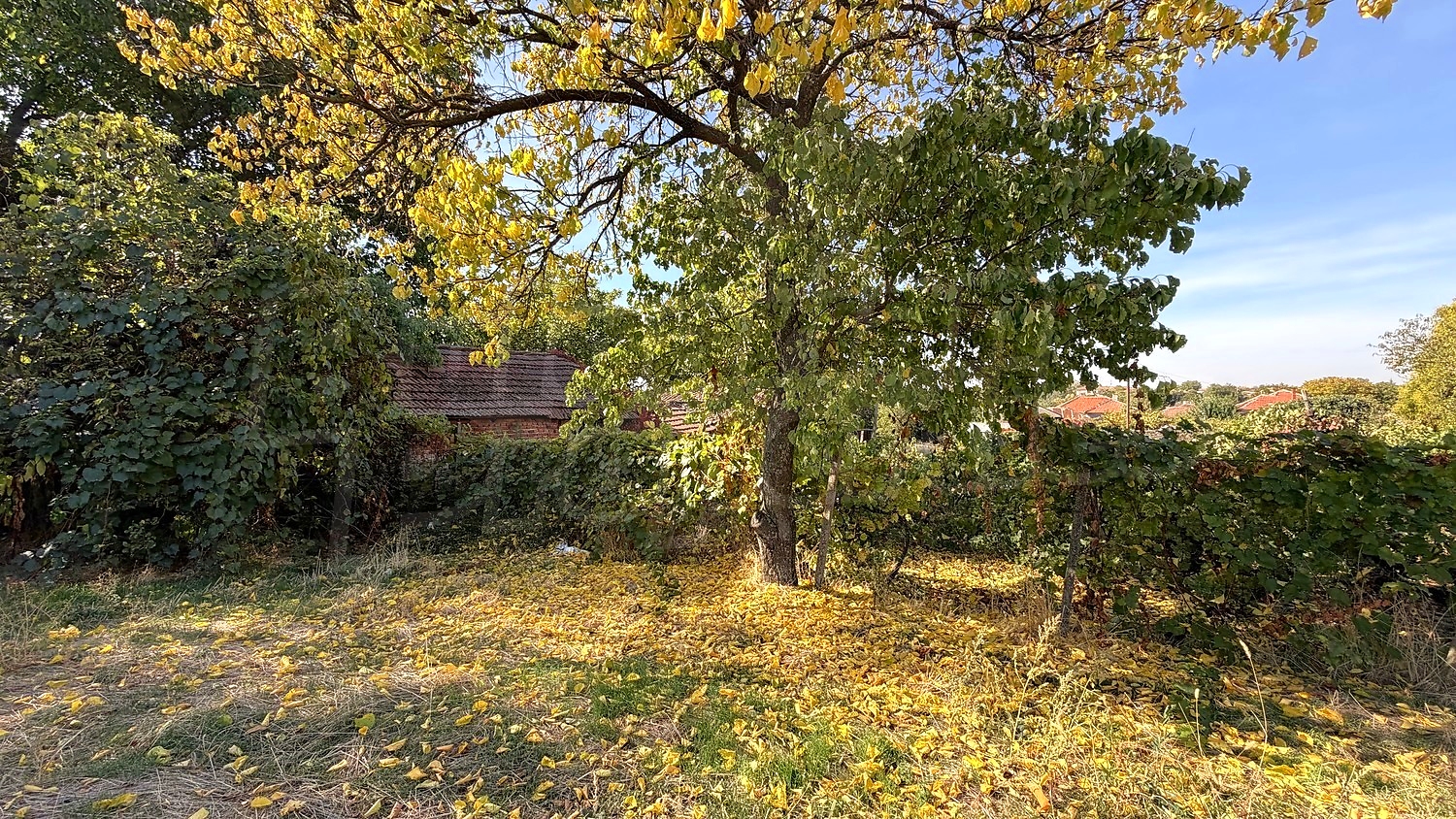 garden, outside, green area