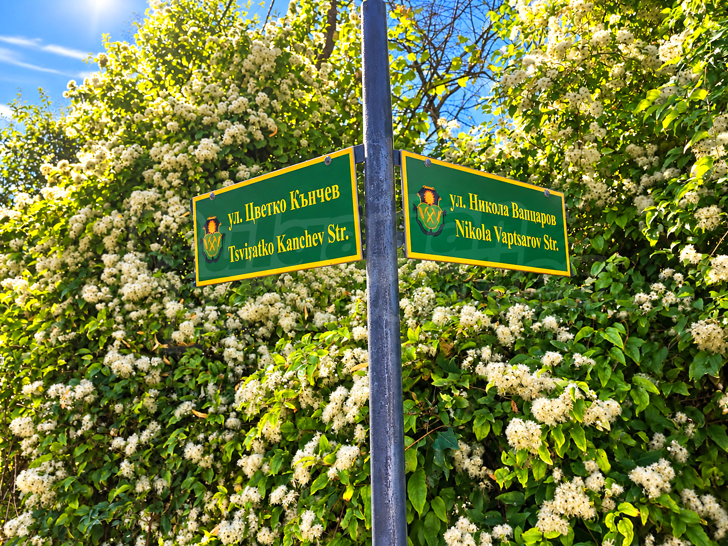 outside, green area