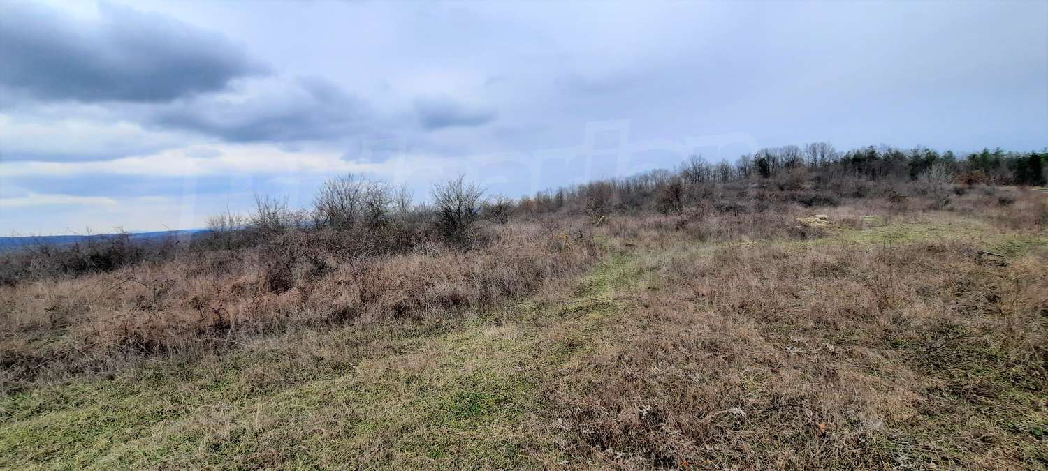 outside, green area