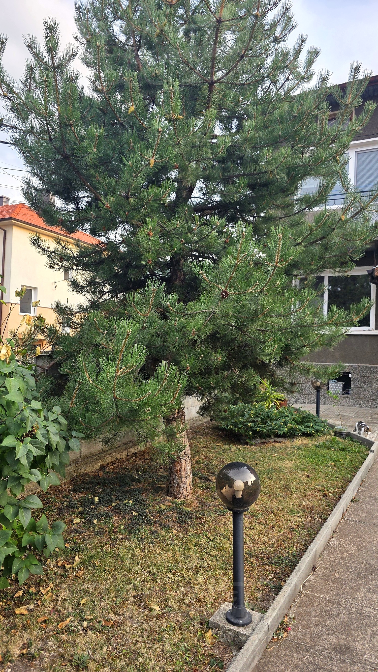 outside, garden