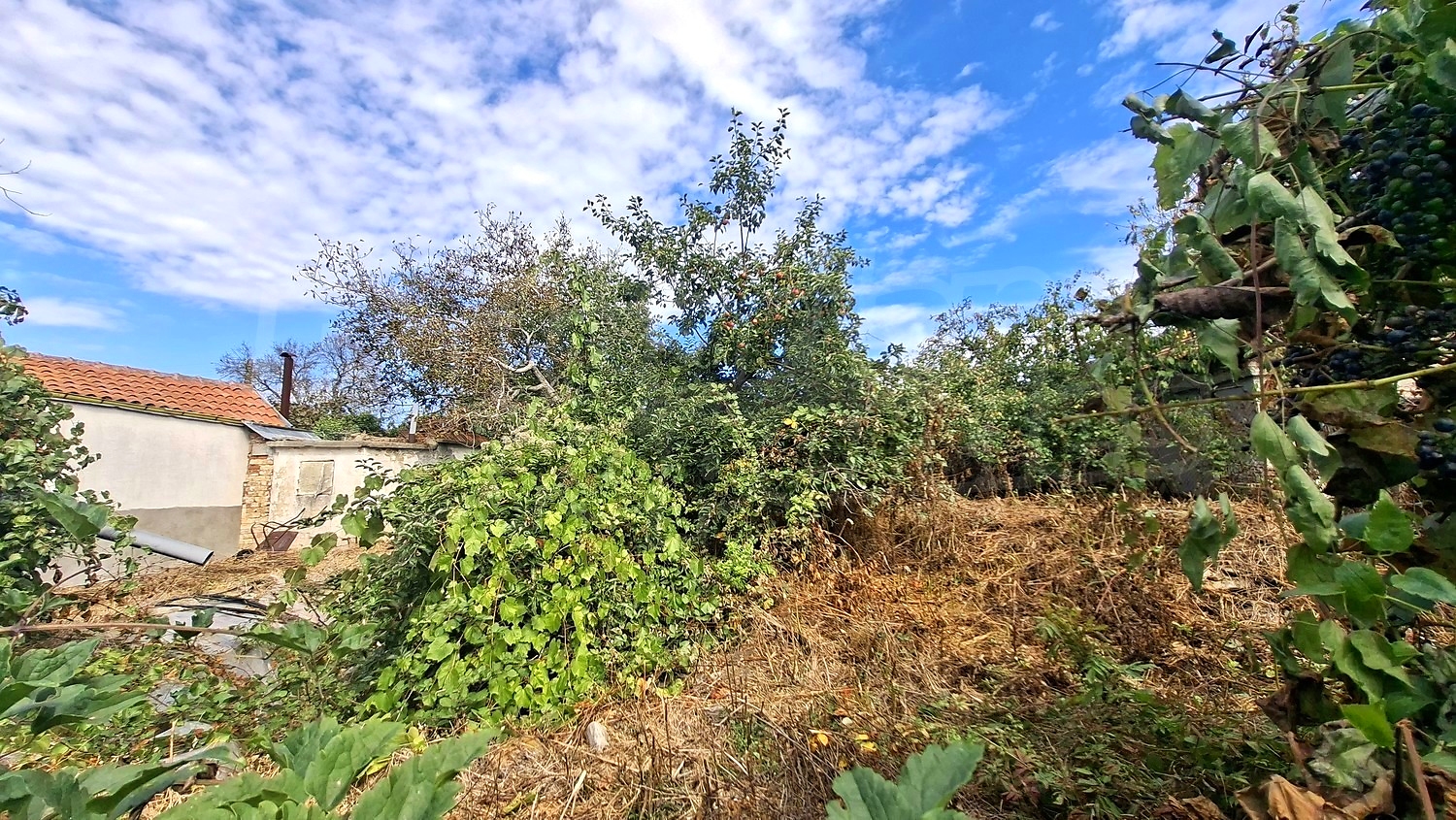 outside, garden