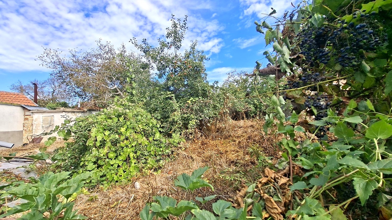 outside, garden, green area