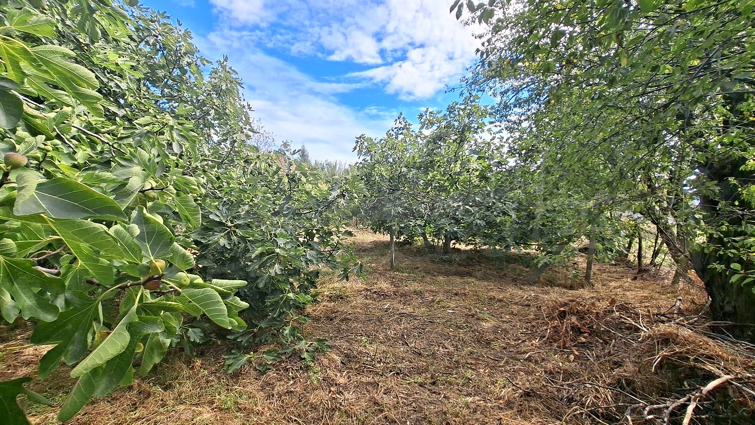 outside, garden, green area