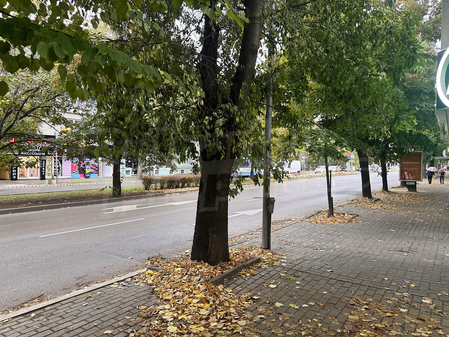 outside, green area