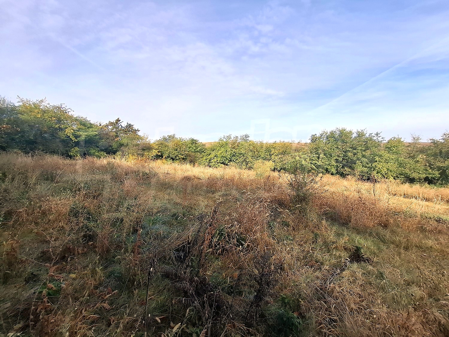 outside, green area