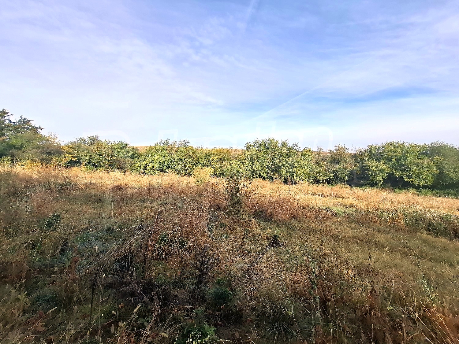 outside, green area
