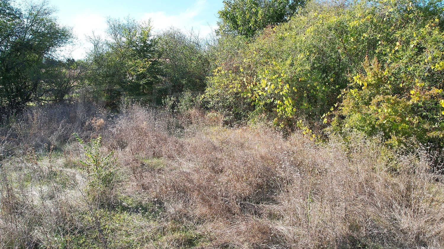 outside, garden, green area