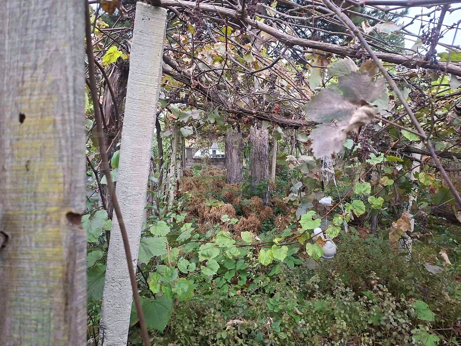 garden, outside