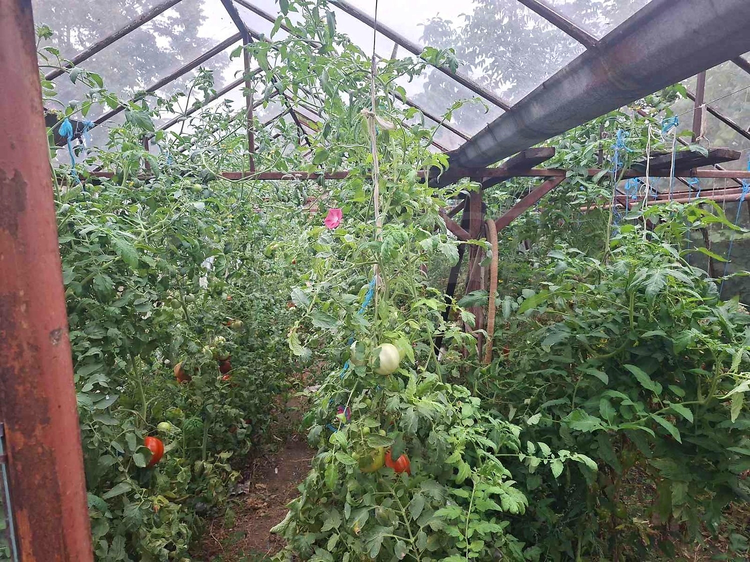 garden, outside
