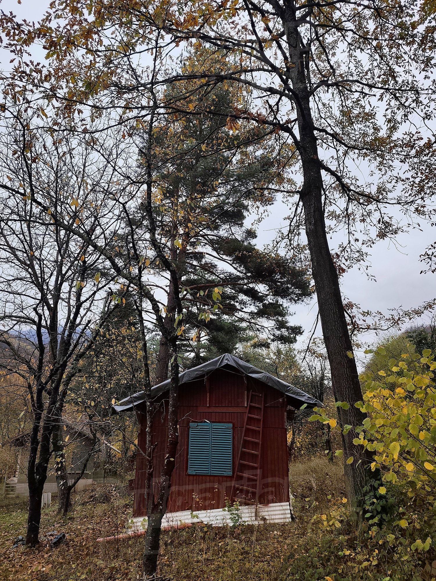 outside, garden