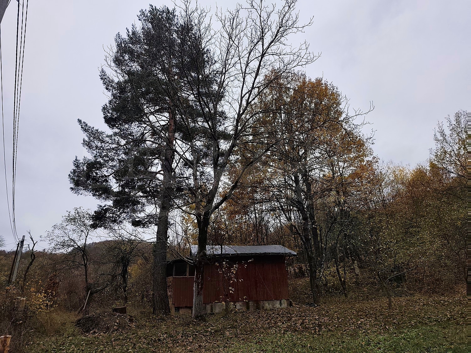 outside, garden