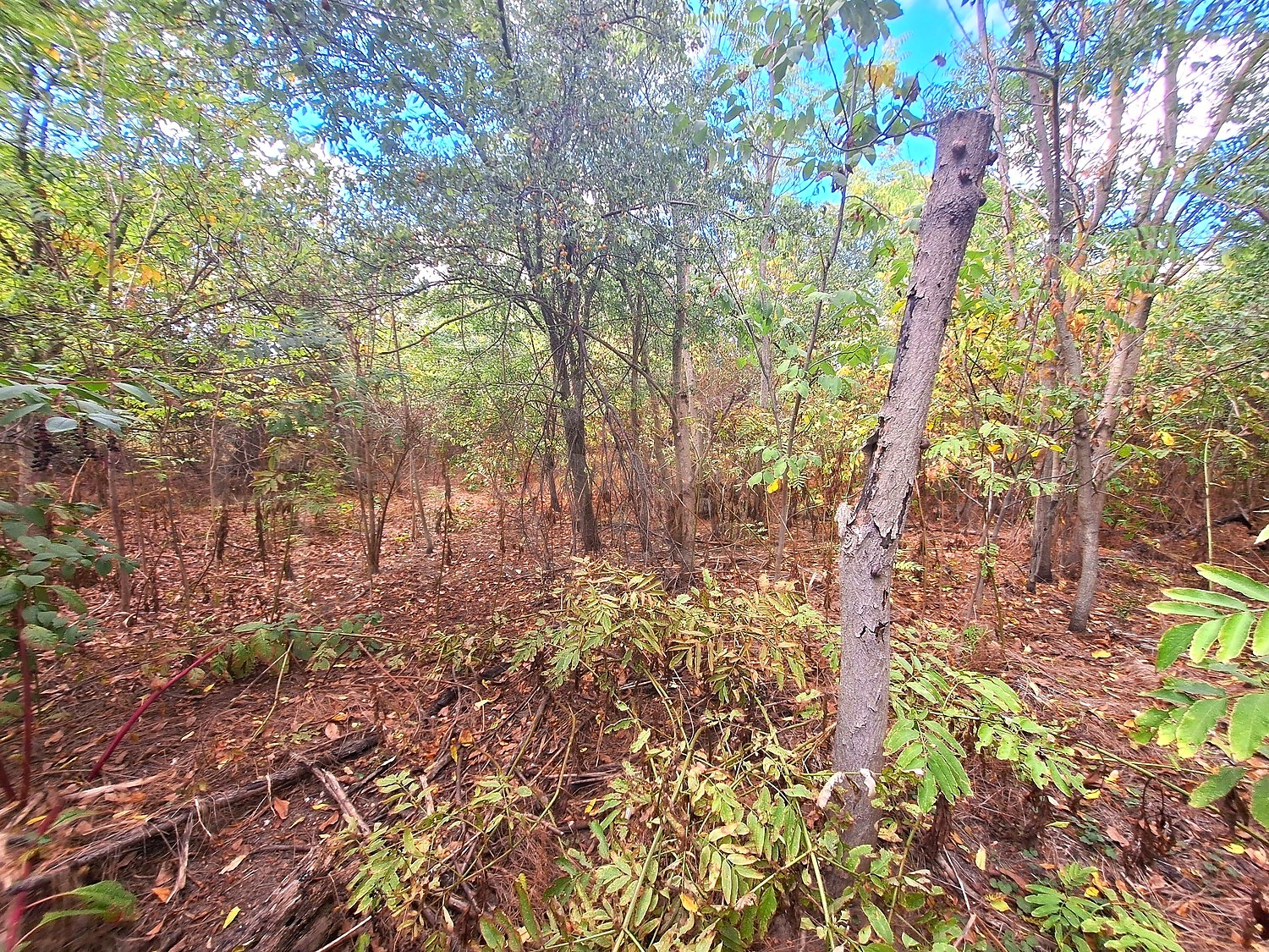 outside, green area