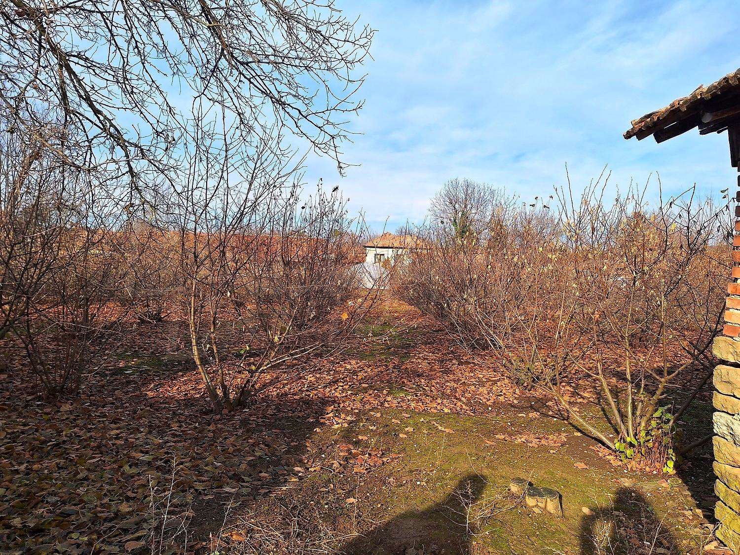 outside, garden