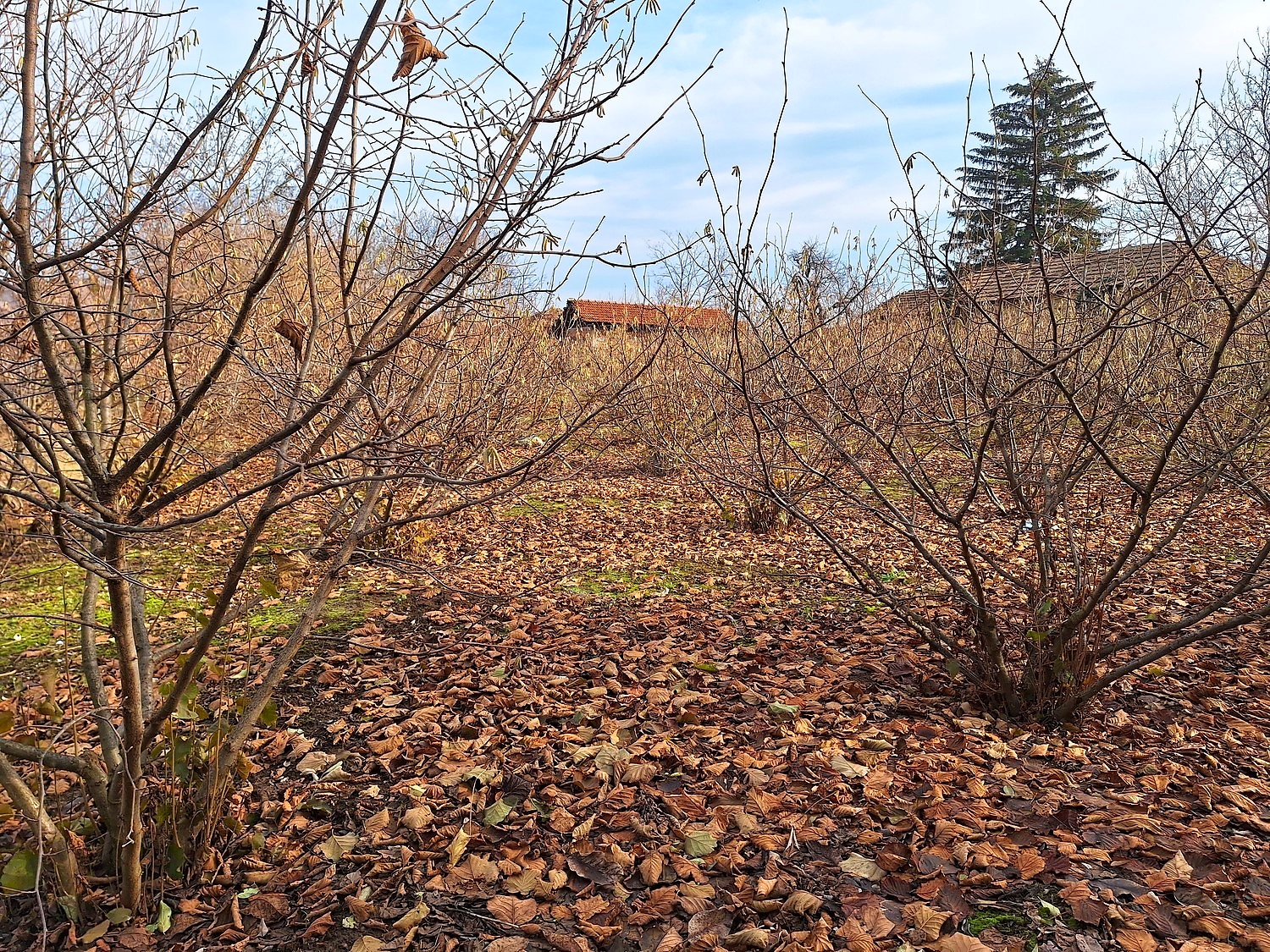 outside, garden