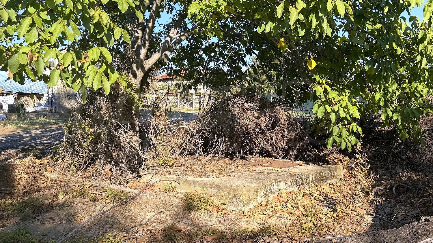 outside, garden, green area