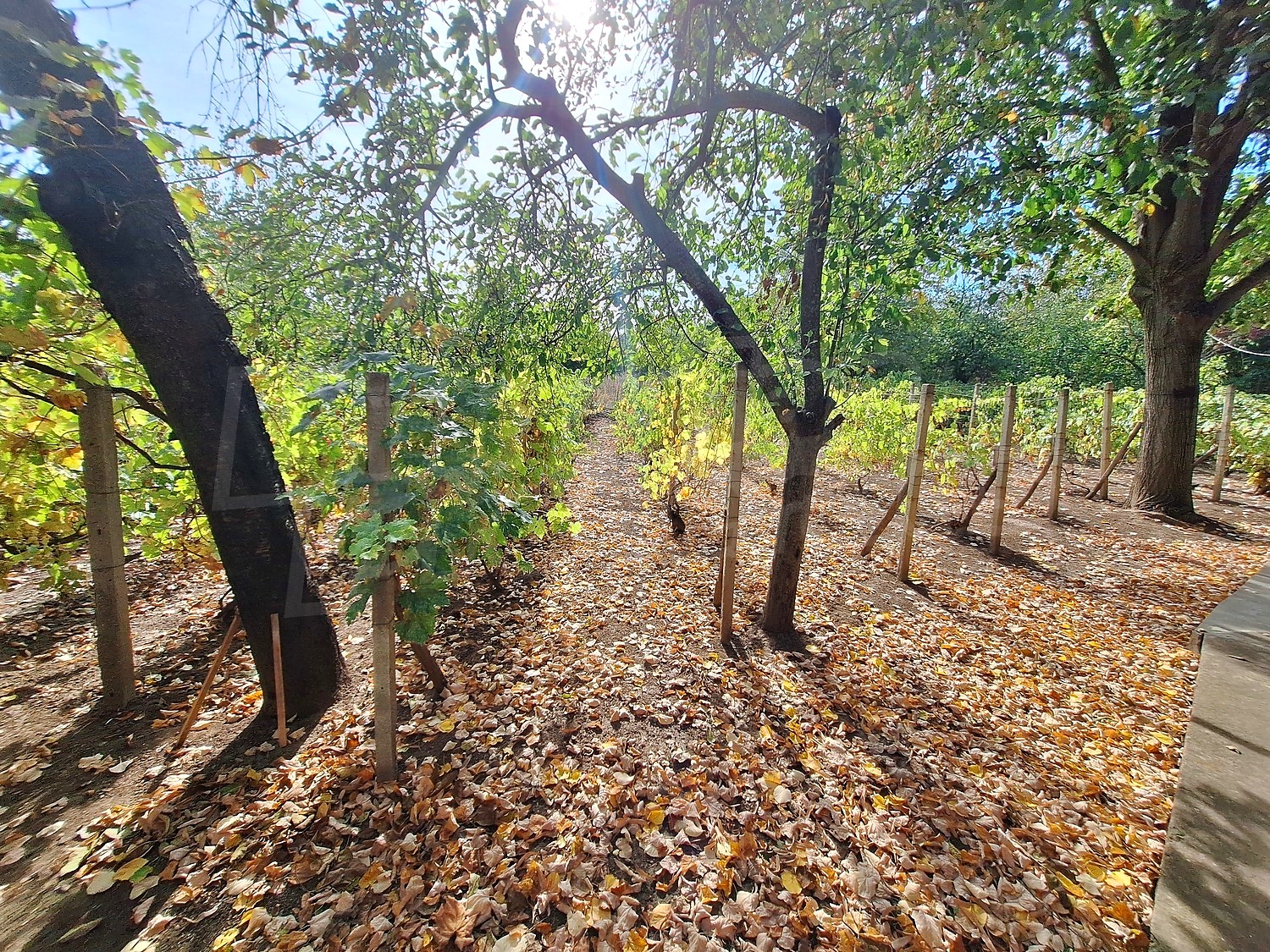 outside, garden, green area