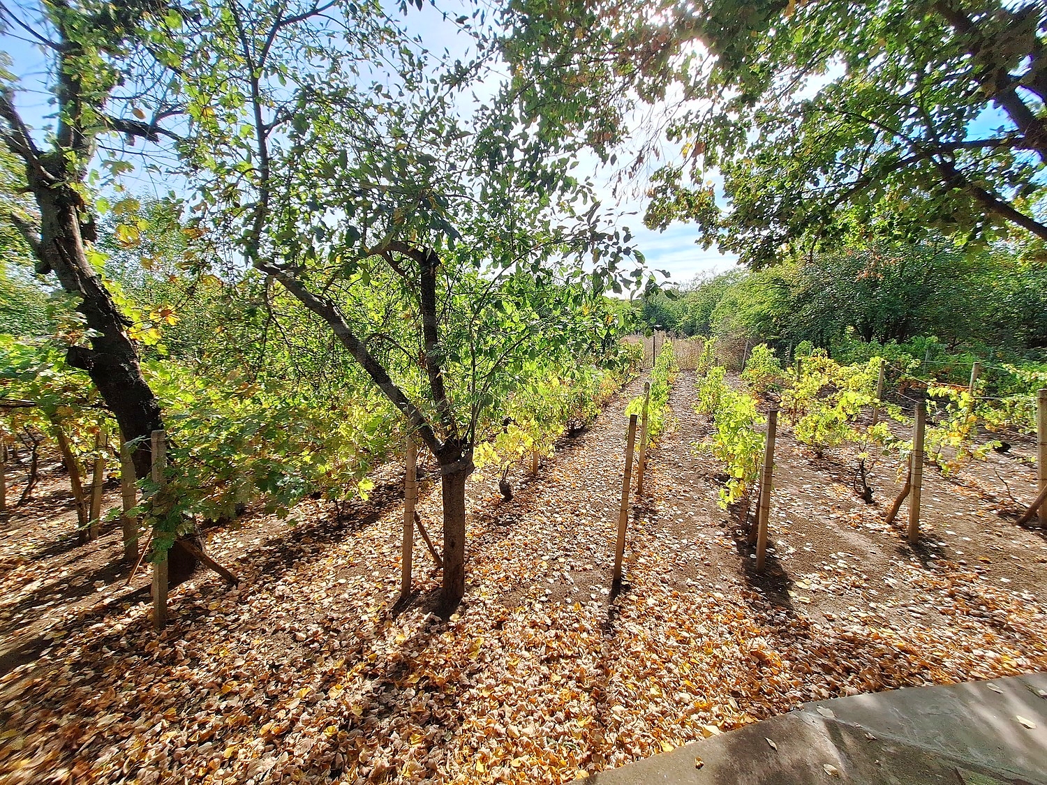 outside, garden, green area