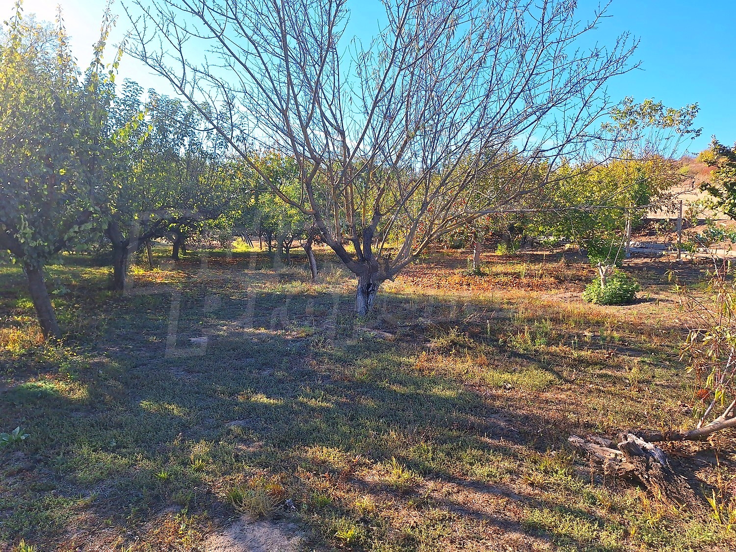 garden, outside, green area