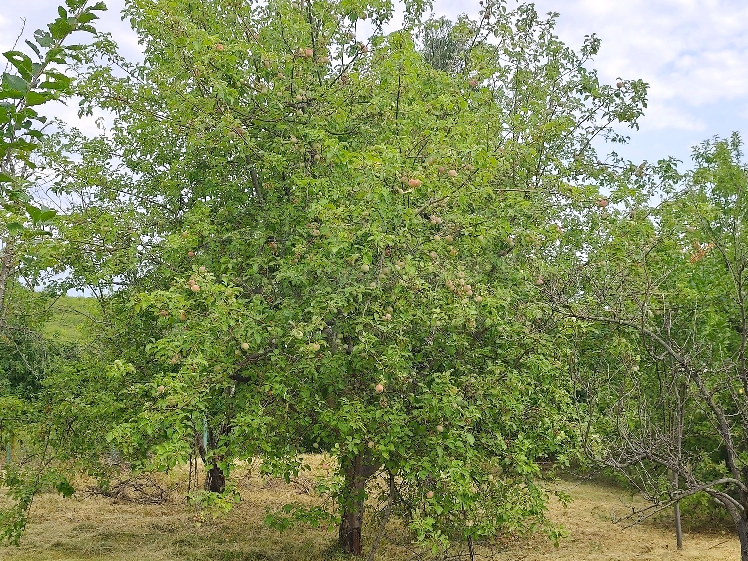 outside, green area, garden