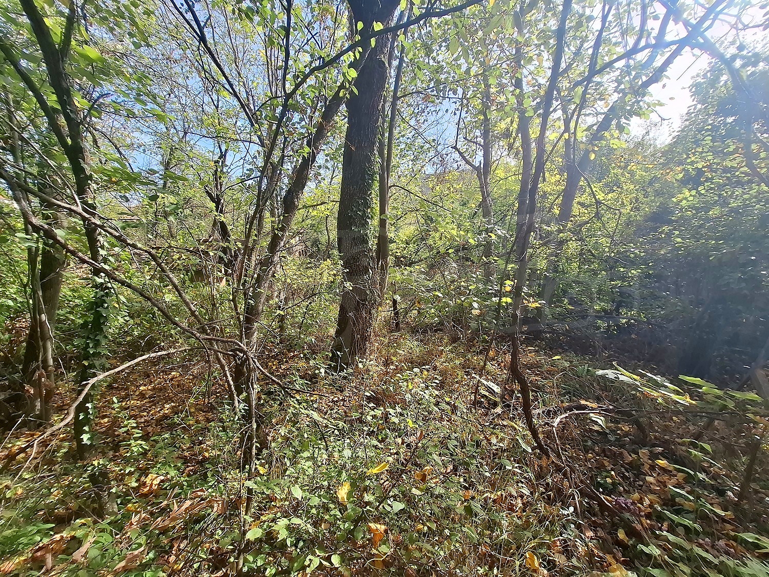 outside, green area