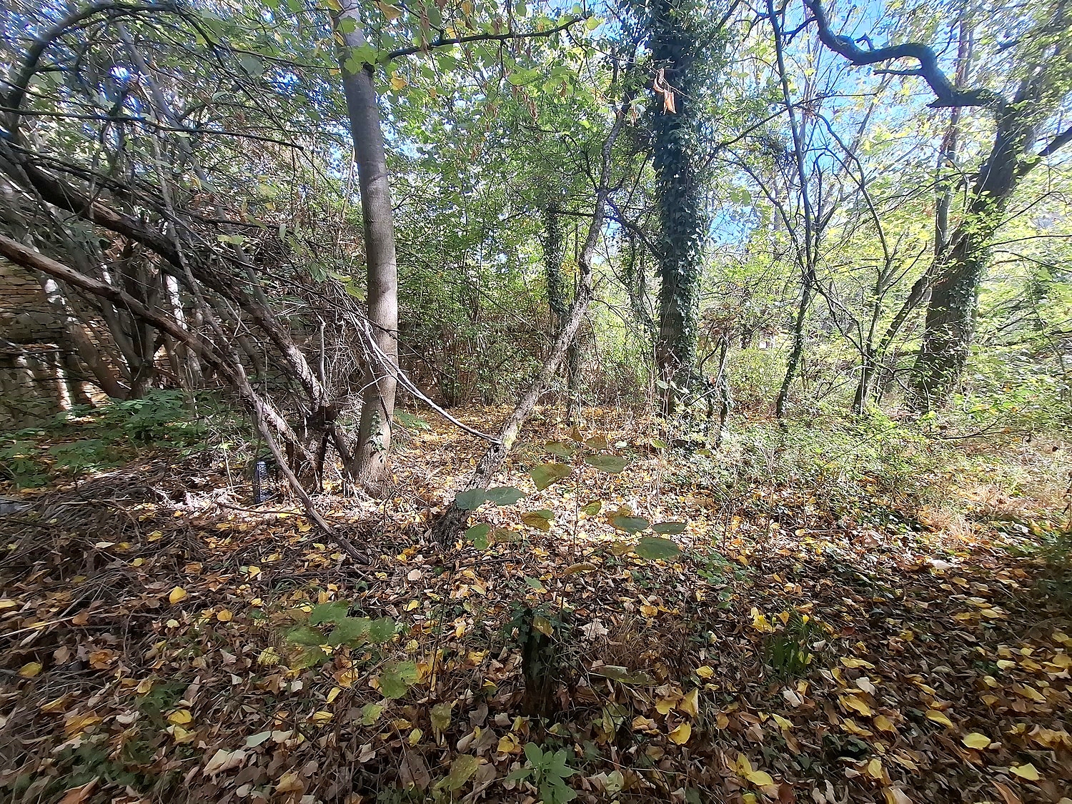 outside, green area