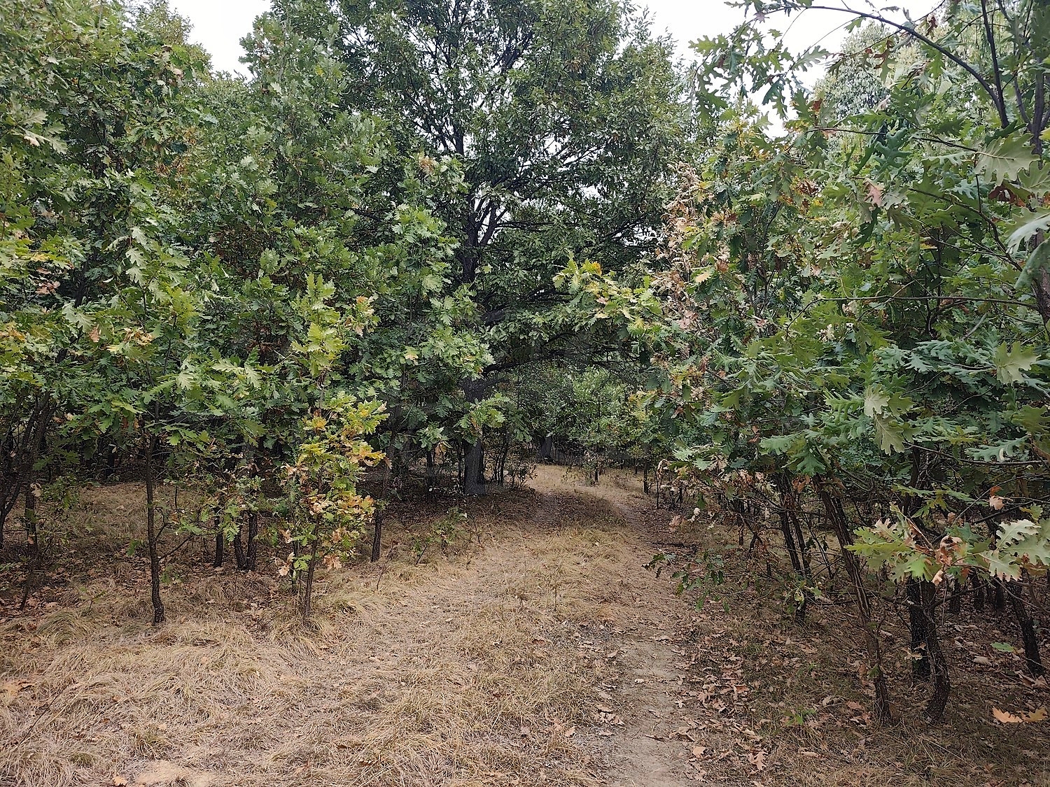 outside, green area